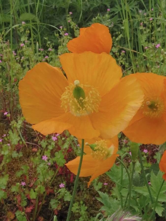 Papaver cambricum