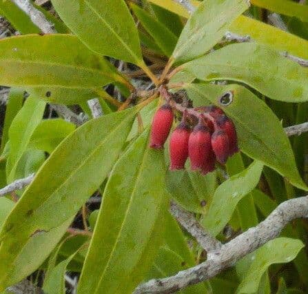 Agarista salicifolia