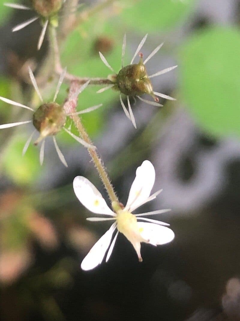 Saxifraga hirsuta