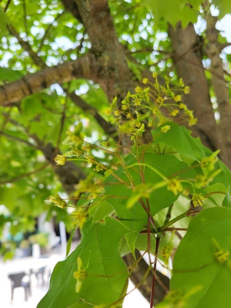 Acer cappadocicum