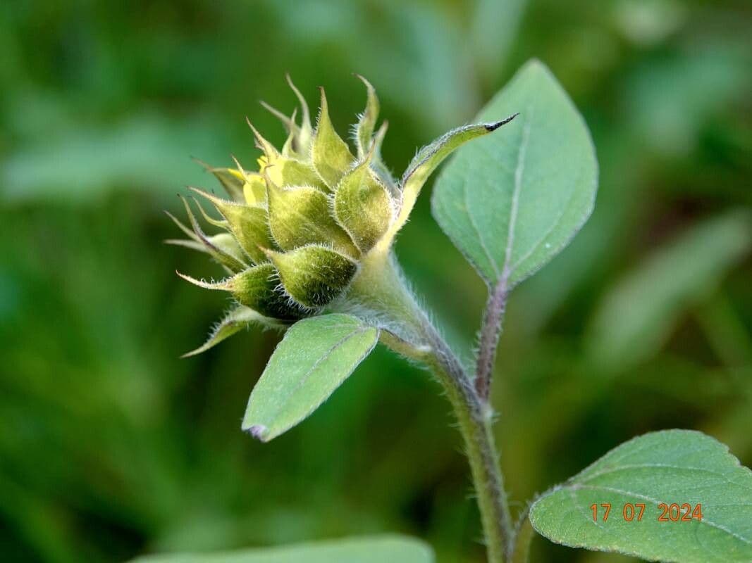 Helianthus petiolaris
