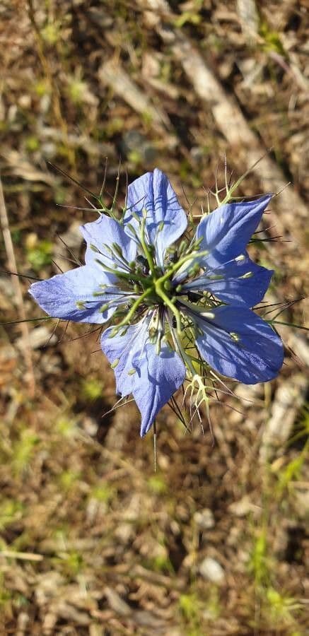 Nigella sativa