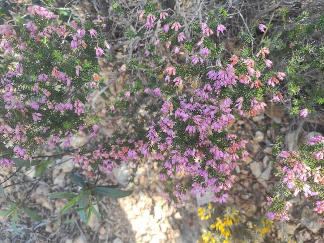 Erica australis