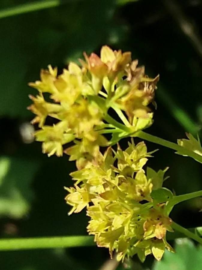 Alchemilla glabra