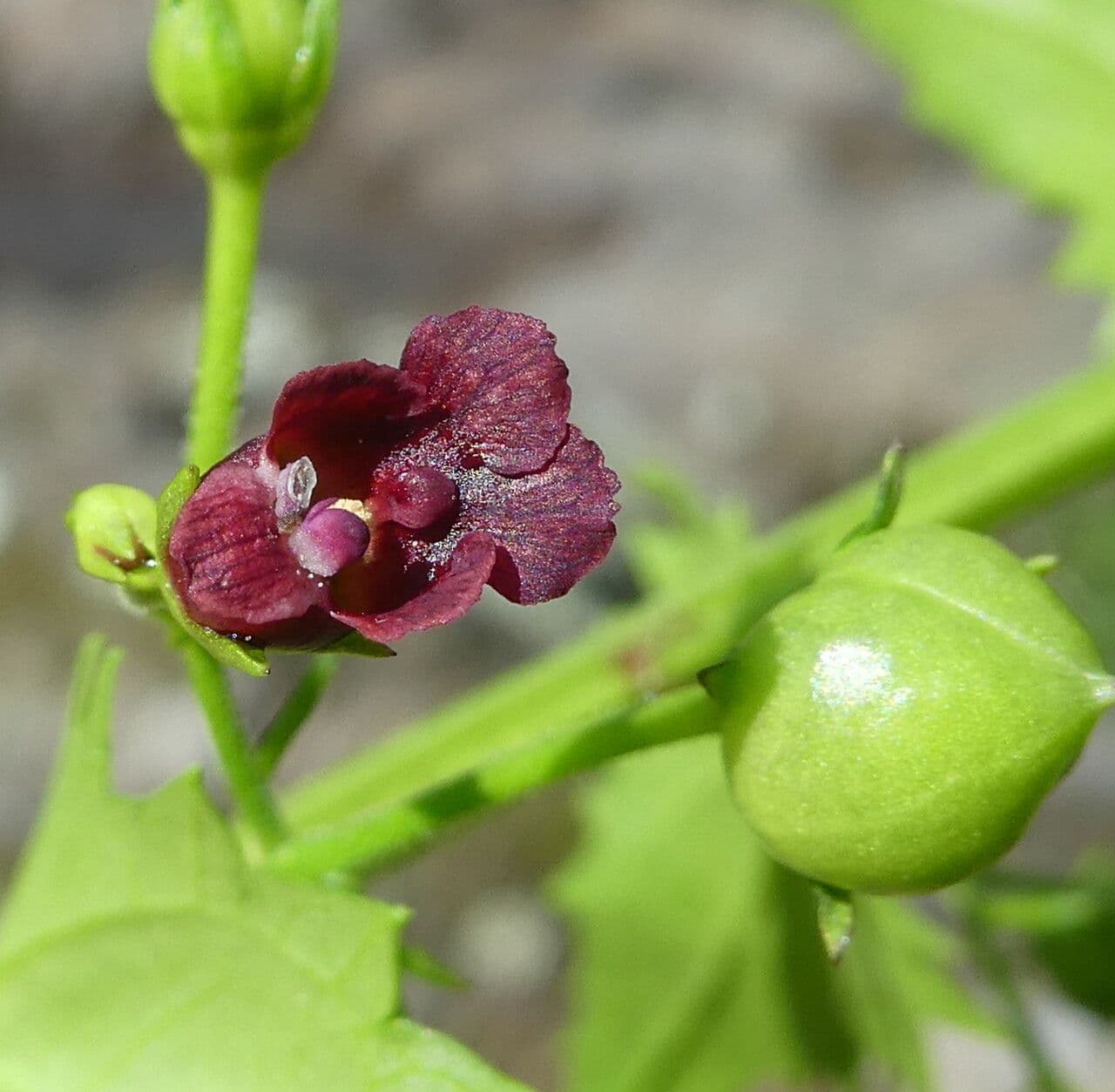 Scrophularia peregrina