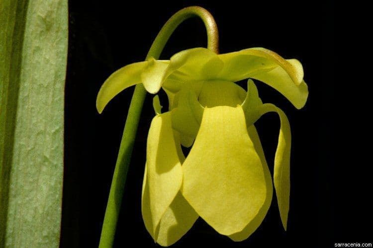 Sarracenia minor