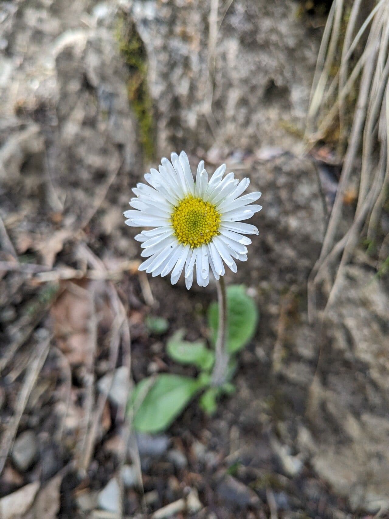 Aster bellidiastrum