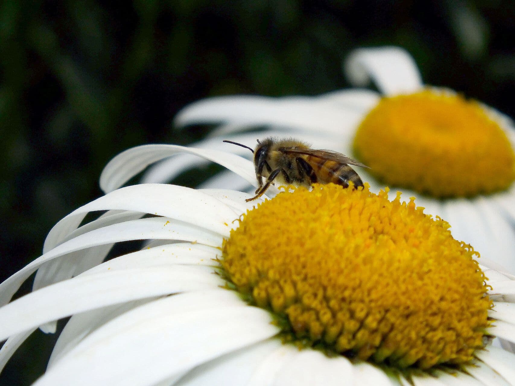 Leucanthemum maximum
