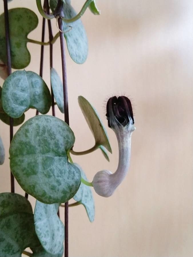 Ceropegia woodii