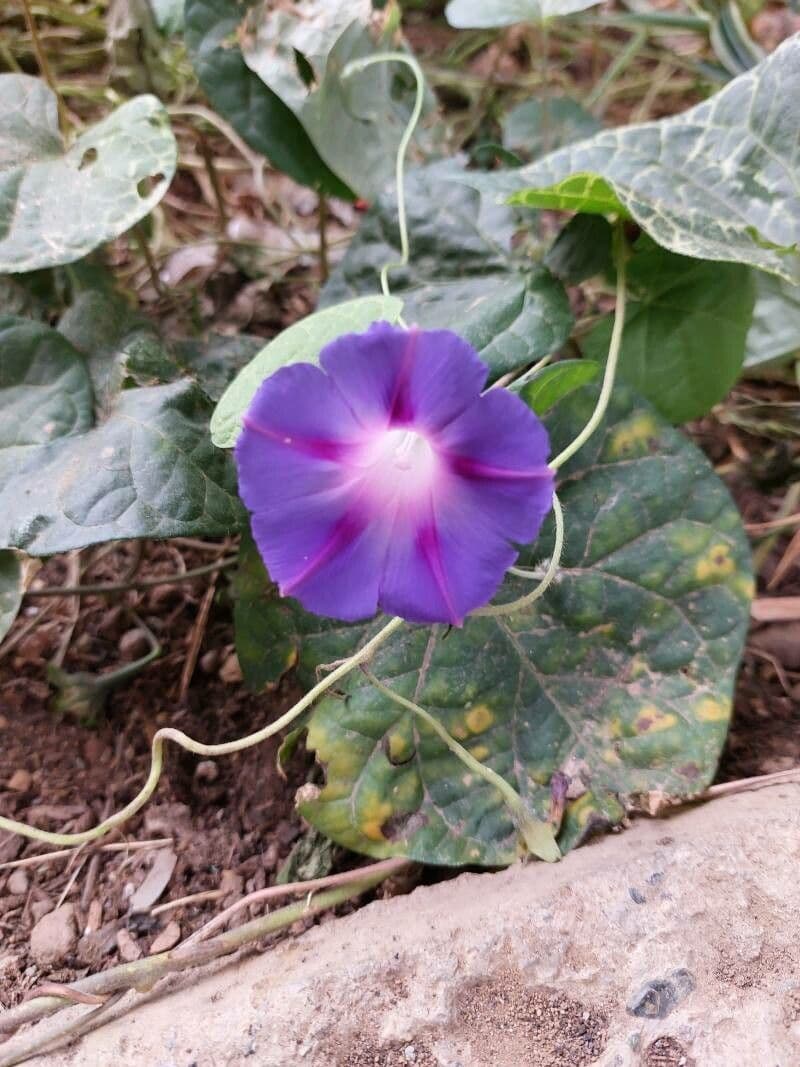 Ipomoea purpurea