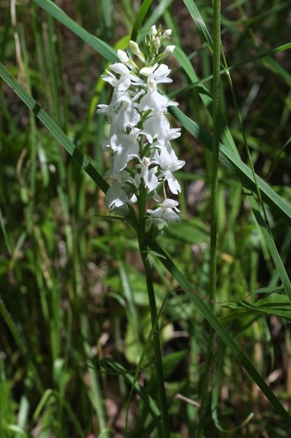 Gymnadenia odoratissima