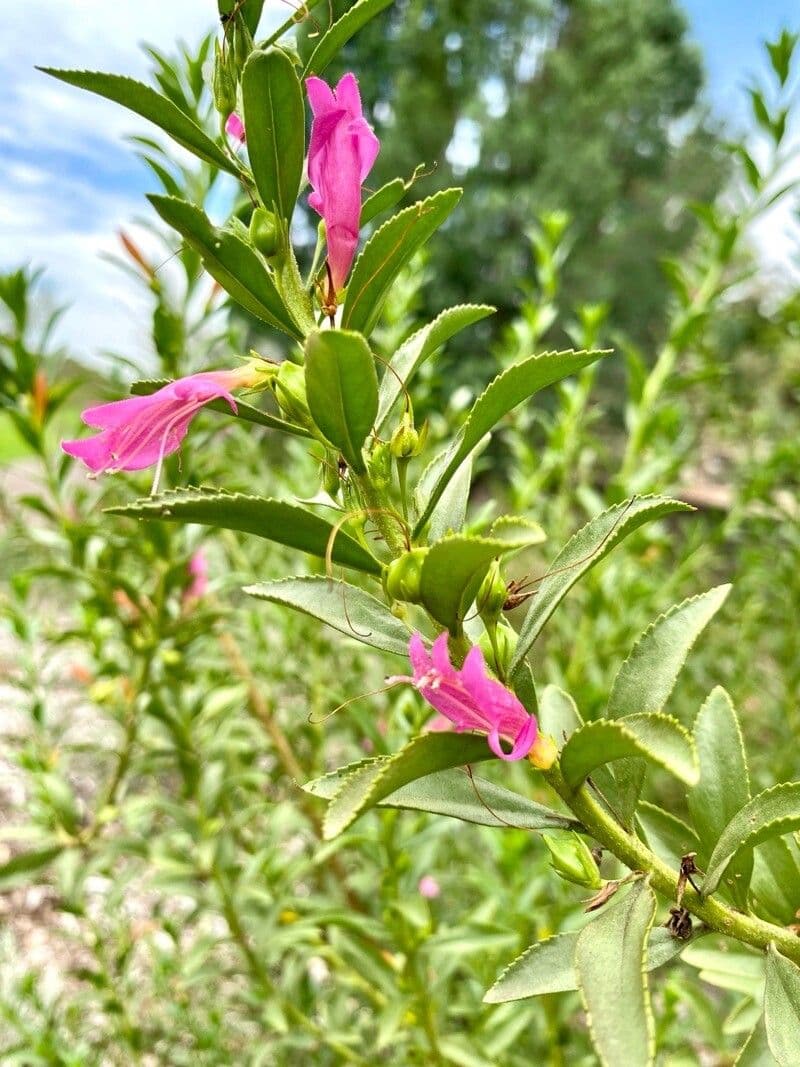 Penstemon newberryi