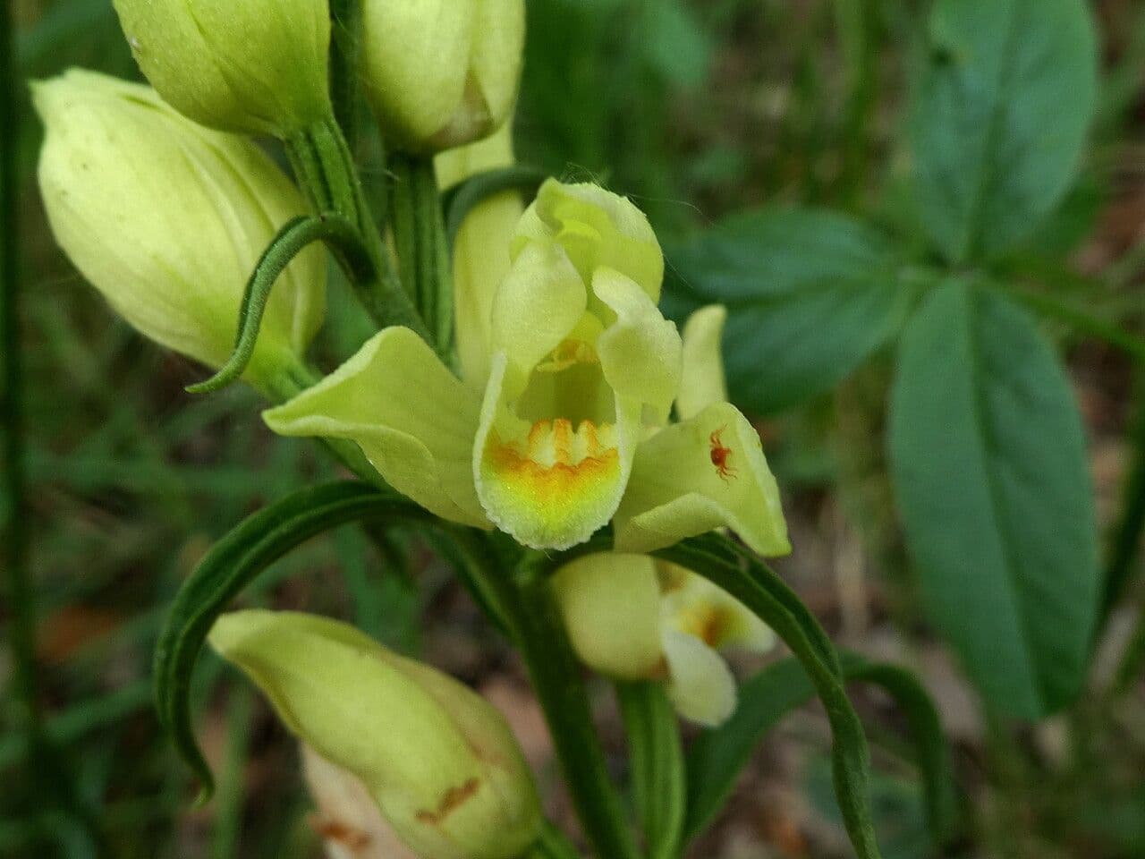 Cephalanthera damasonium