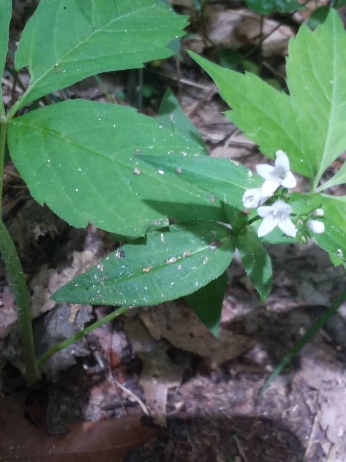 Houstonia purpurea