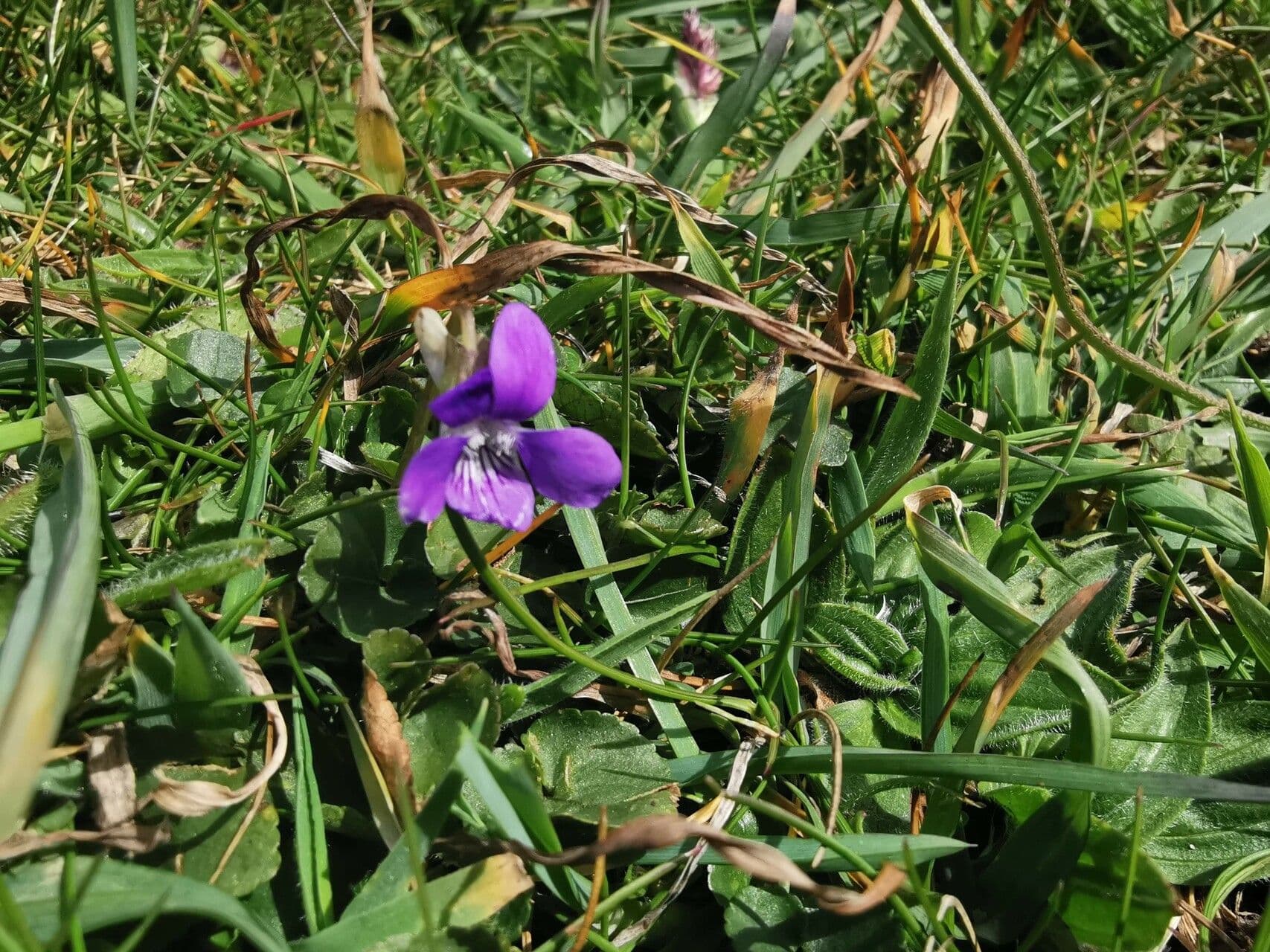 Viola pyrenaica