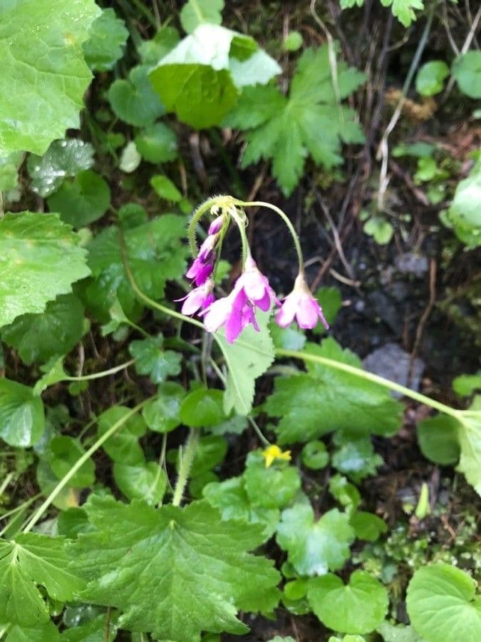 Primula matthioli