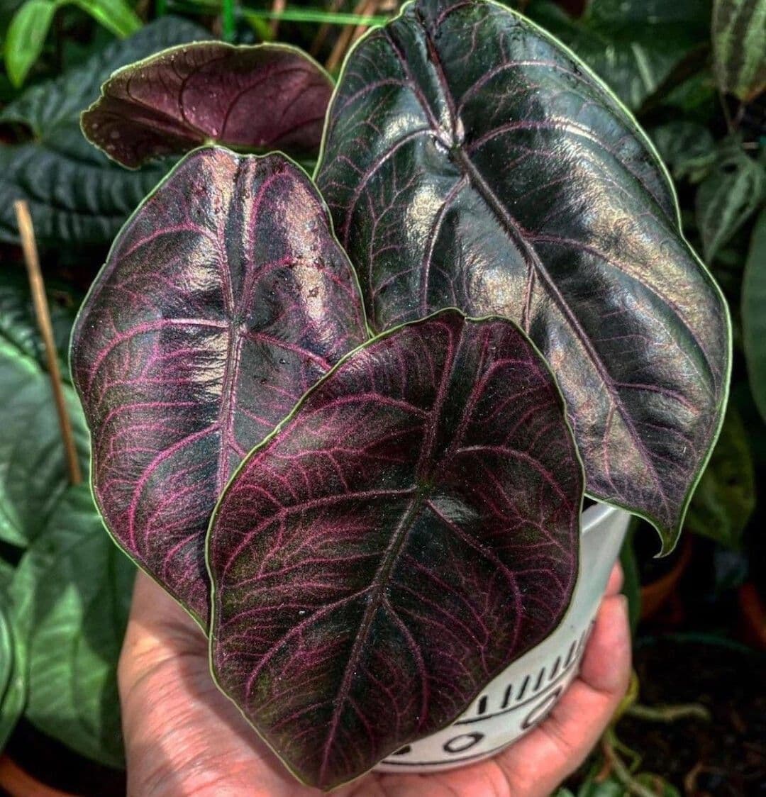 Alocasia azlanii