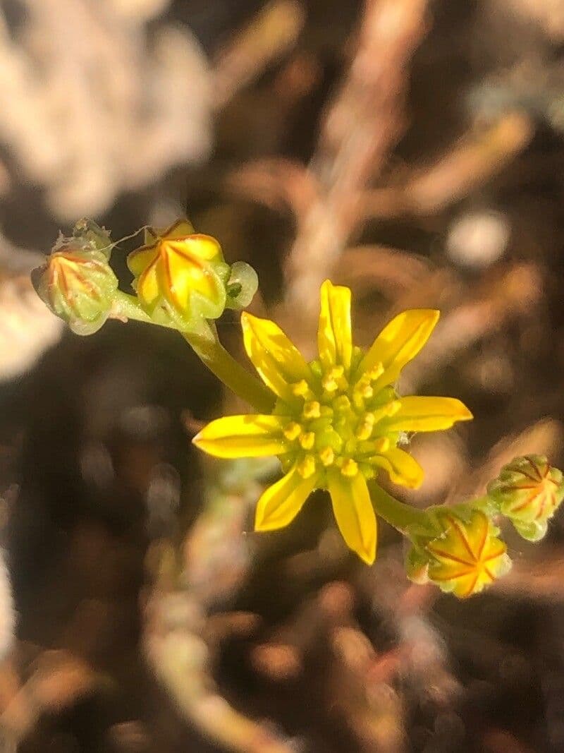 Petrosedum amplexicaule