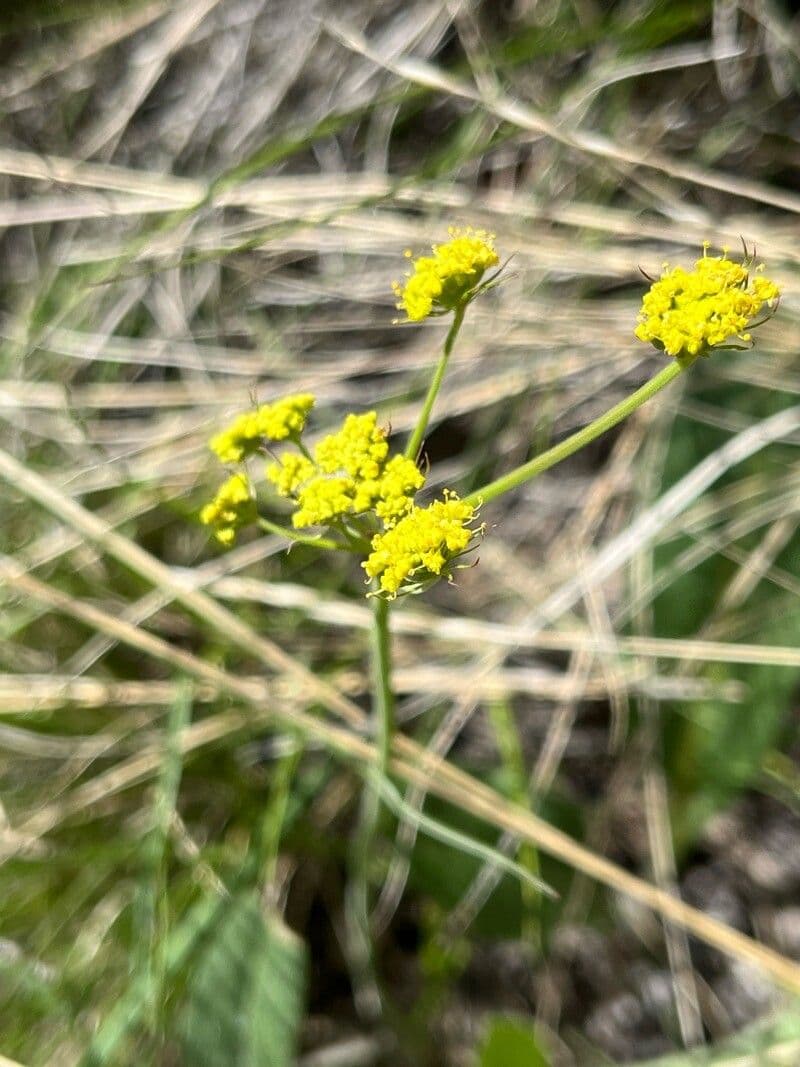 Lomatium triternatum