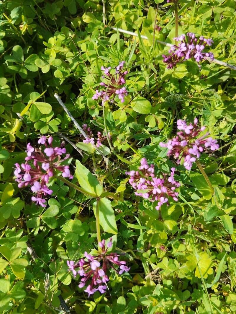 Valeriana graciliflora