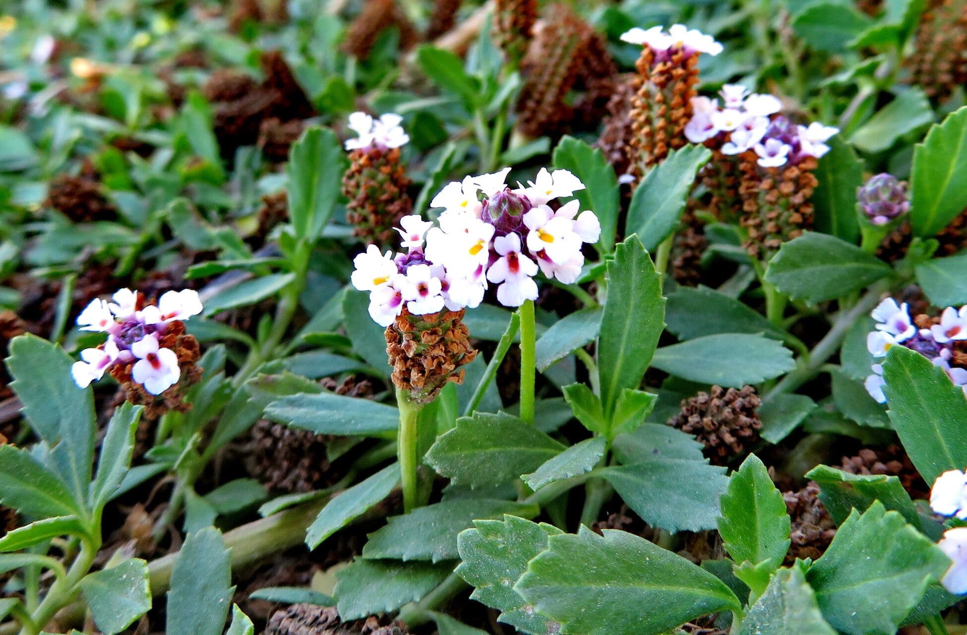 Phyla nodiflora