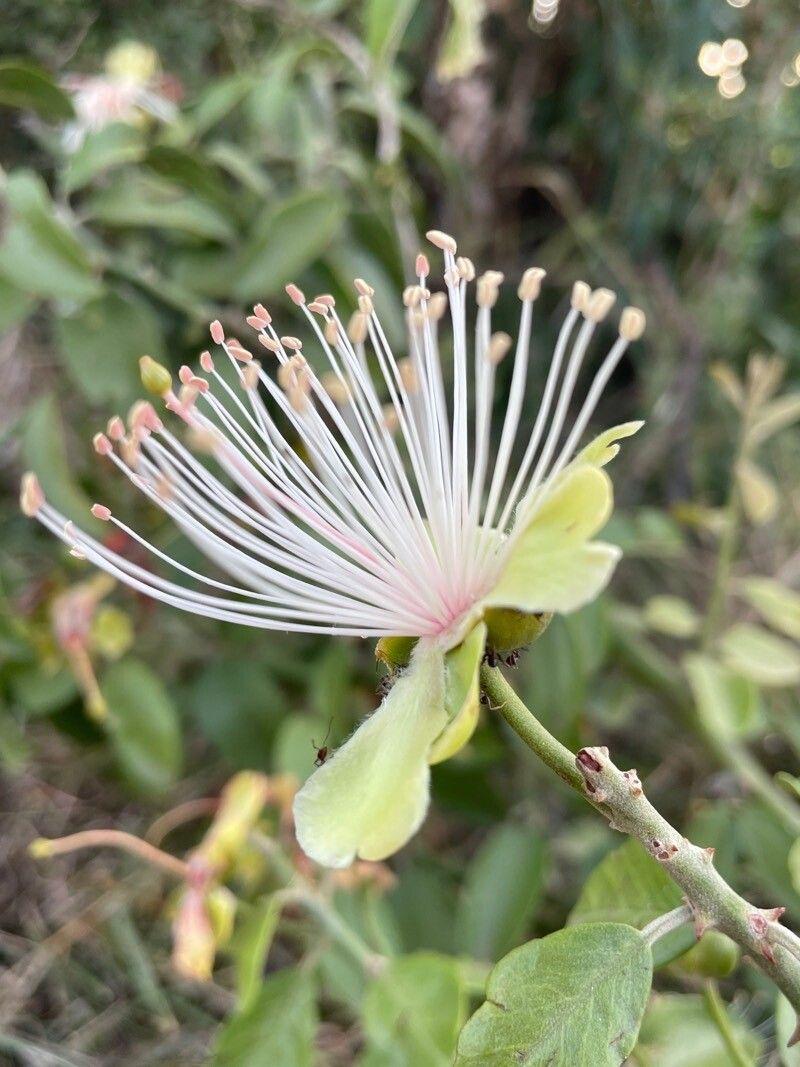 Capparis tomentosa