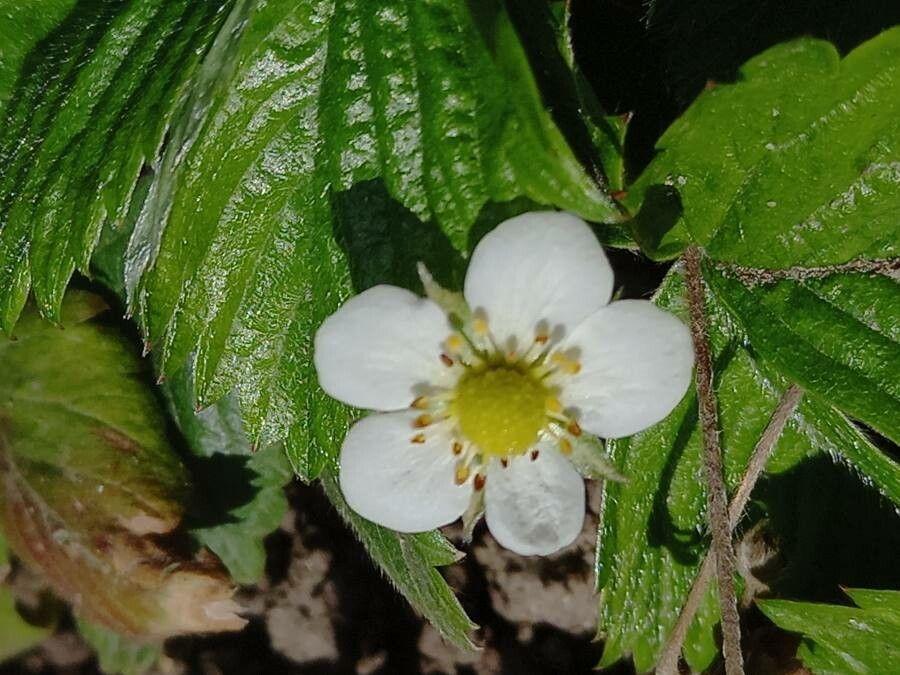 Fragaria ananassa