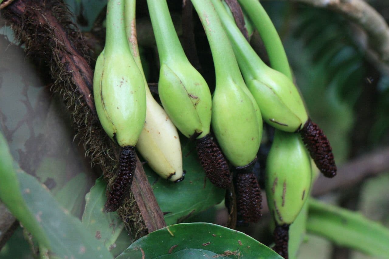 Syngonium hoffmannii