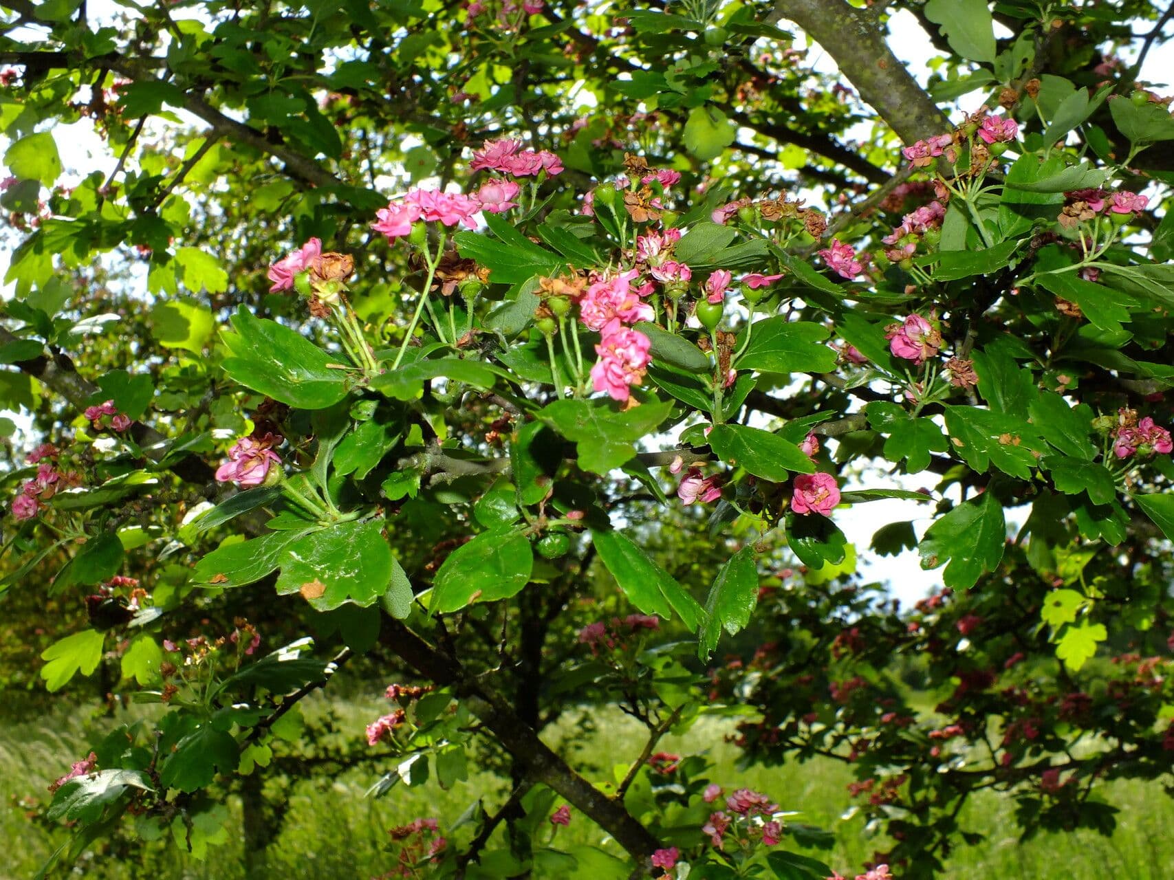 Crataegus laevigata