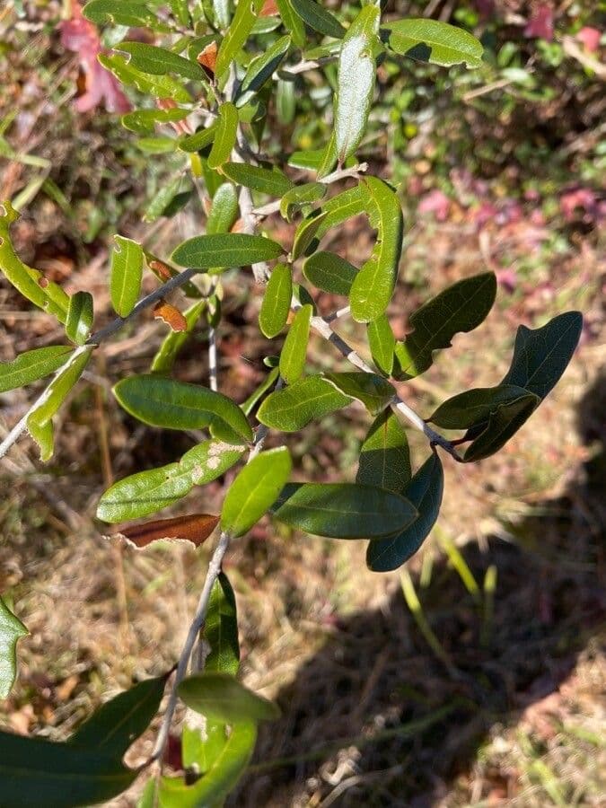 Quercus geminata