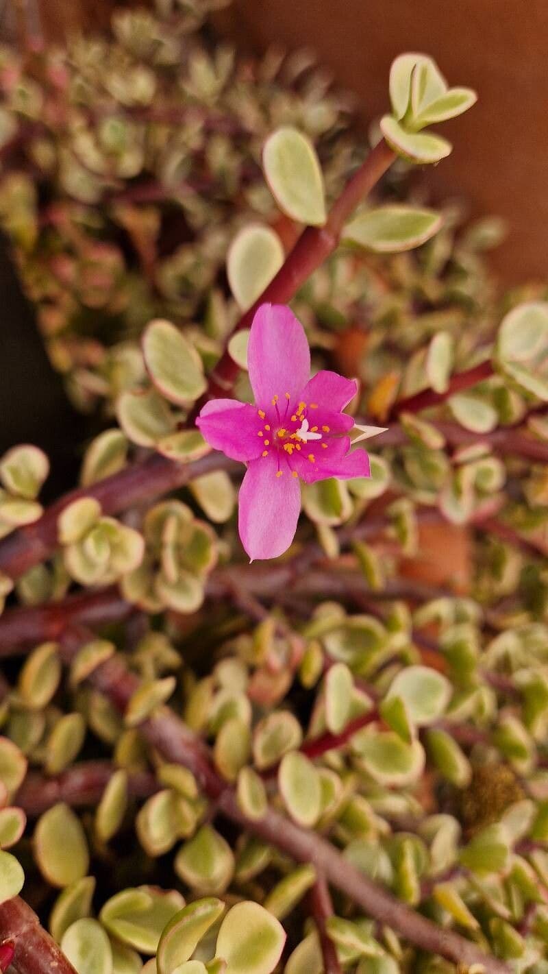 Anacampseros telephiastrum