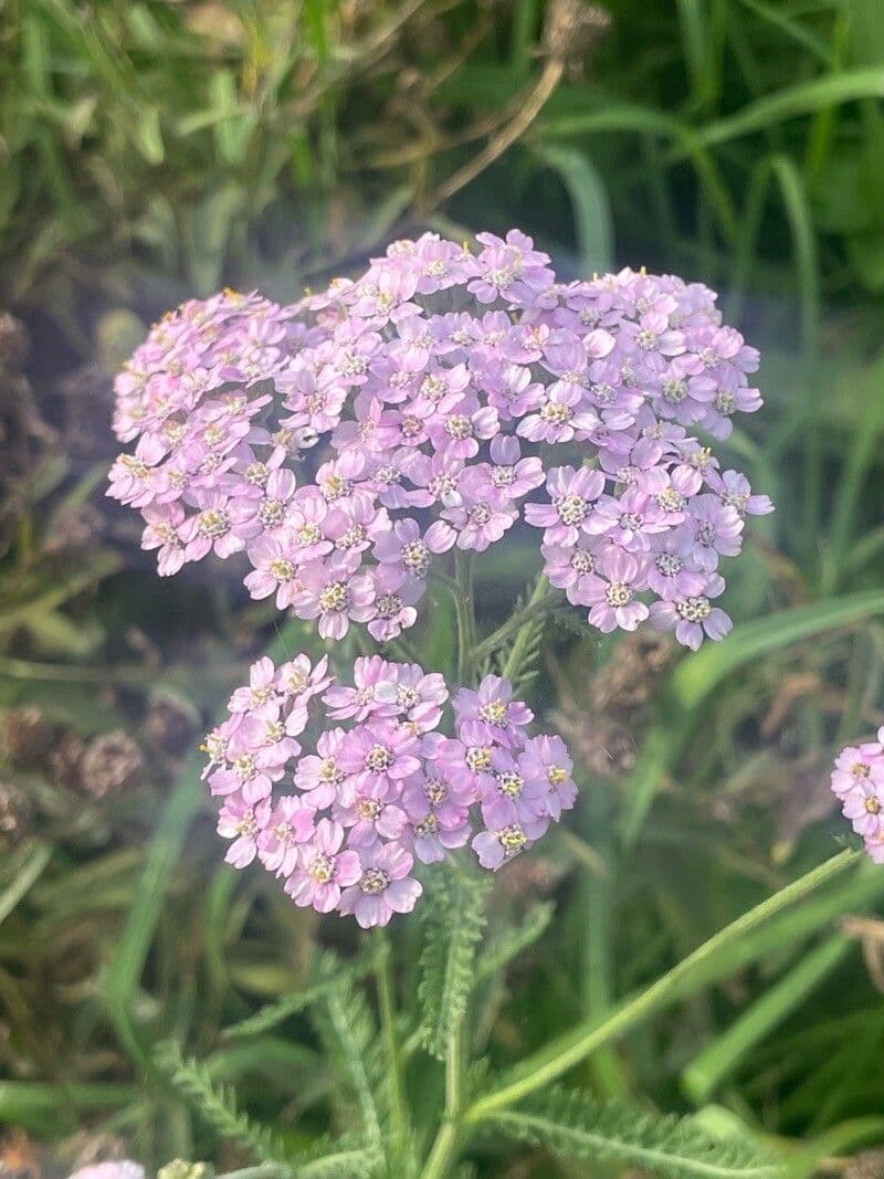 Achillea roseo-alba