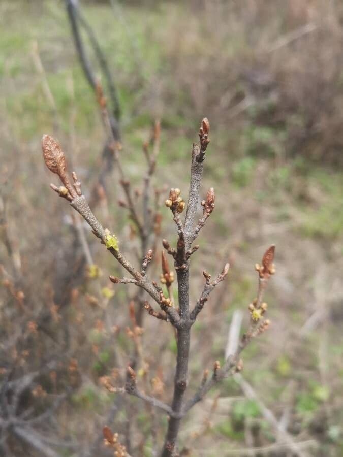 Shepherdia canadensis