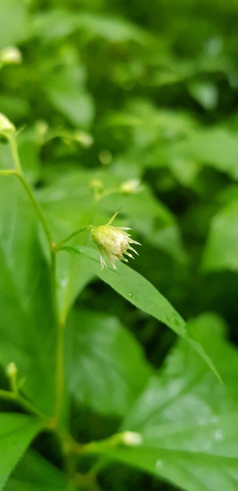 Oclemena acuminata