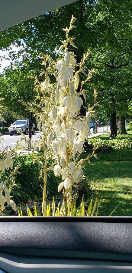 Yucca pallida