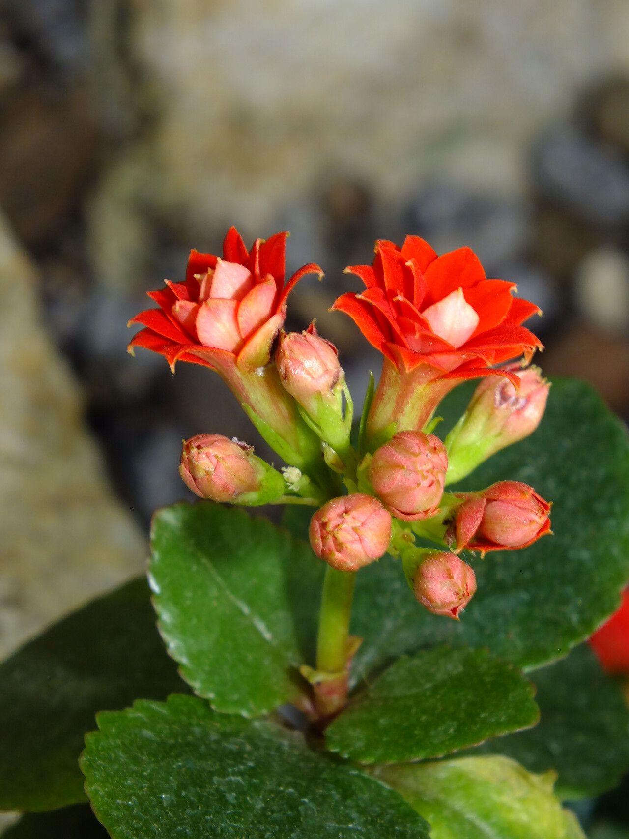 Kalanchoe blossfeldiana