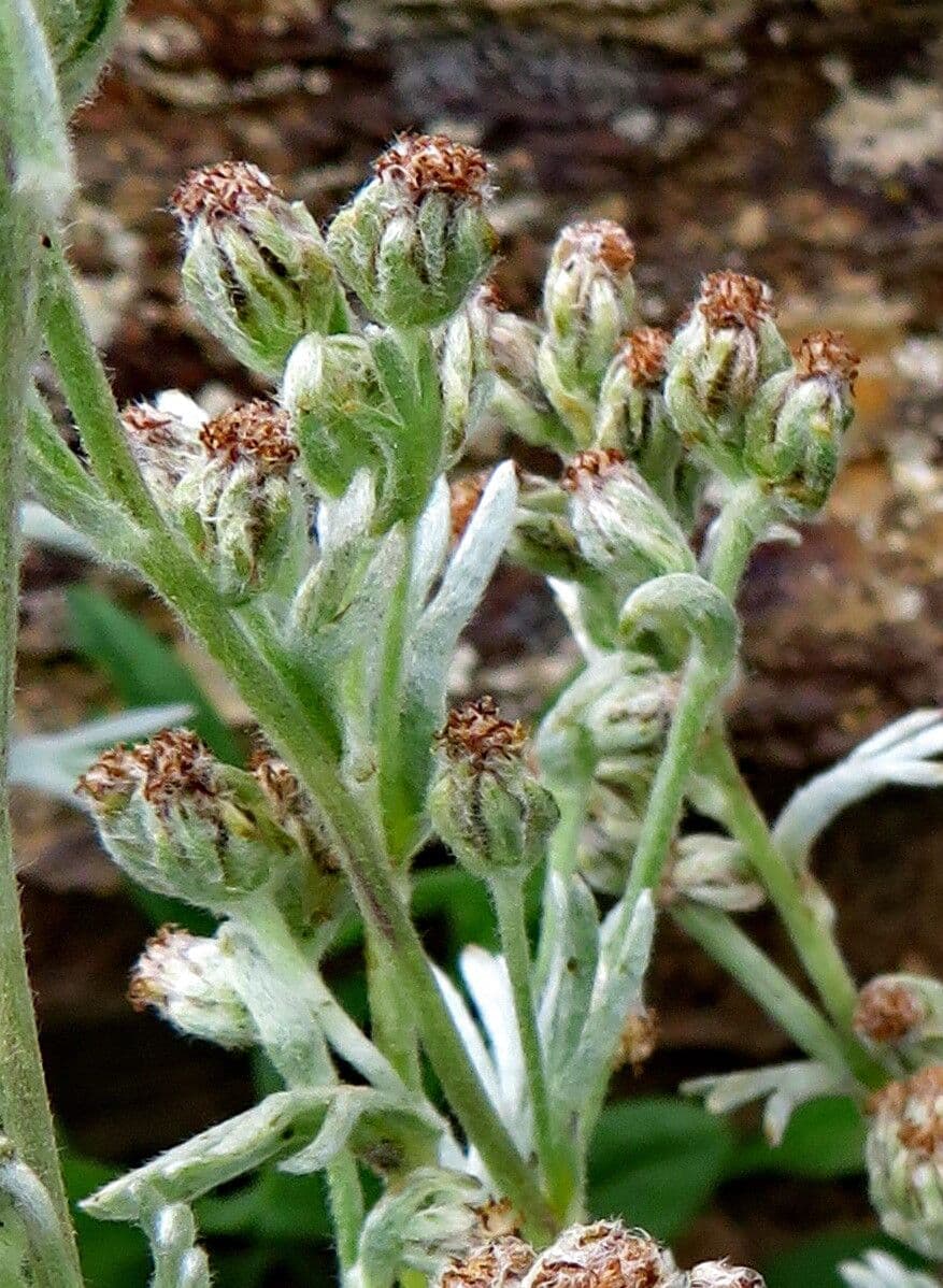 Artemisia umbelliformis