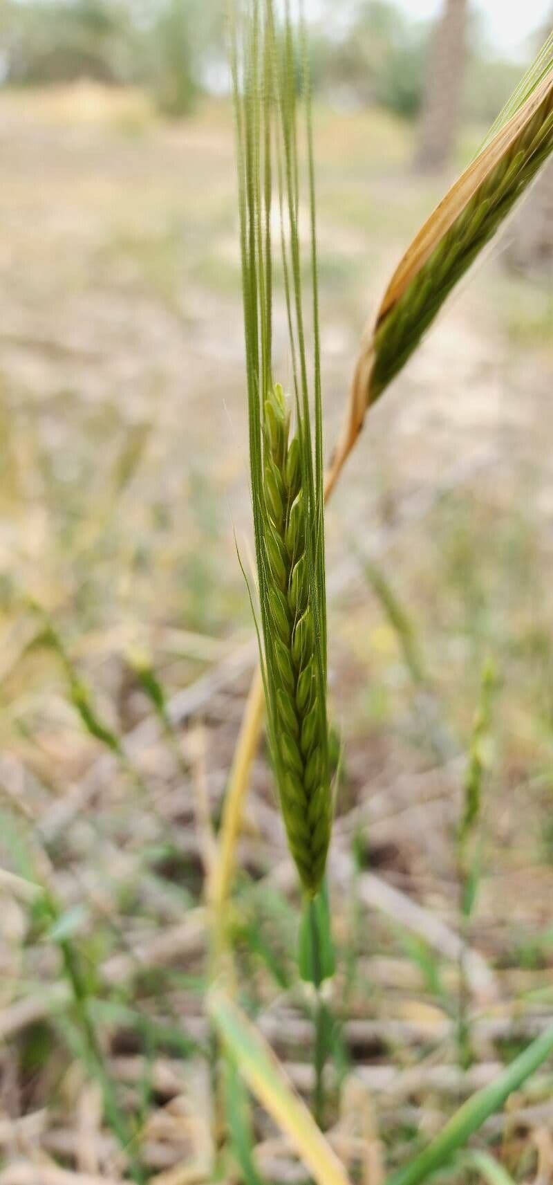 Triticum monococcum