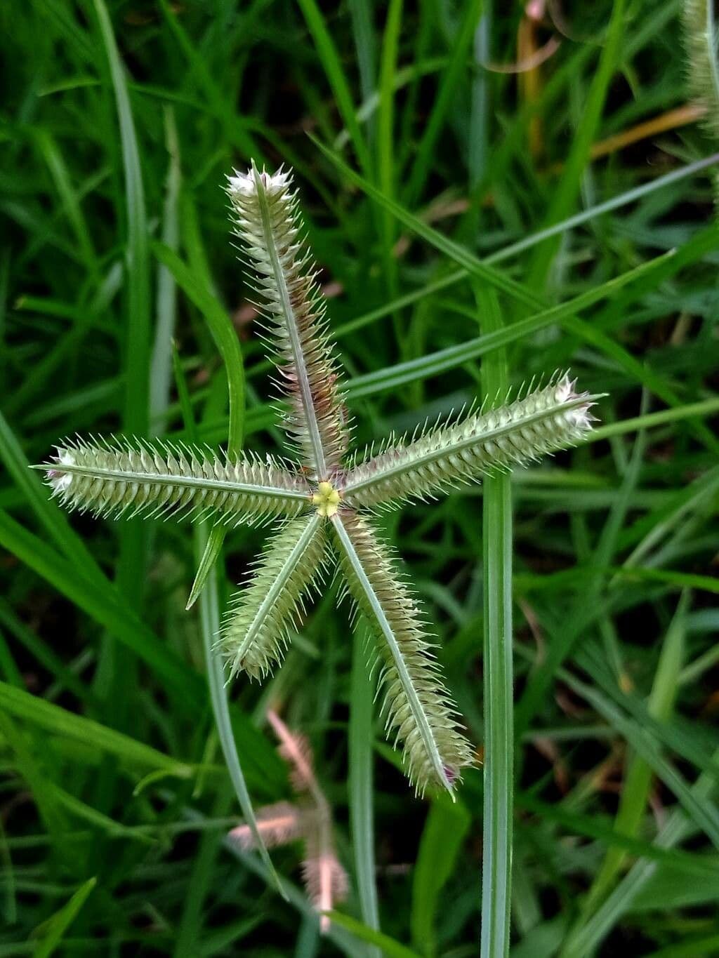 Dactyloctenium aegyptium