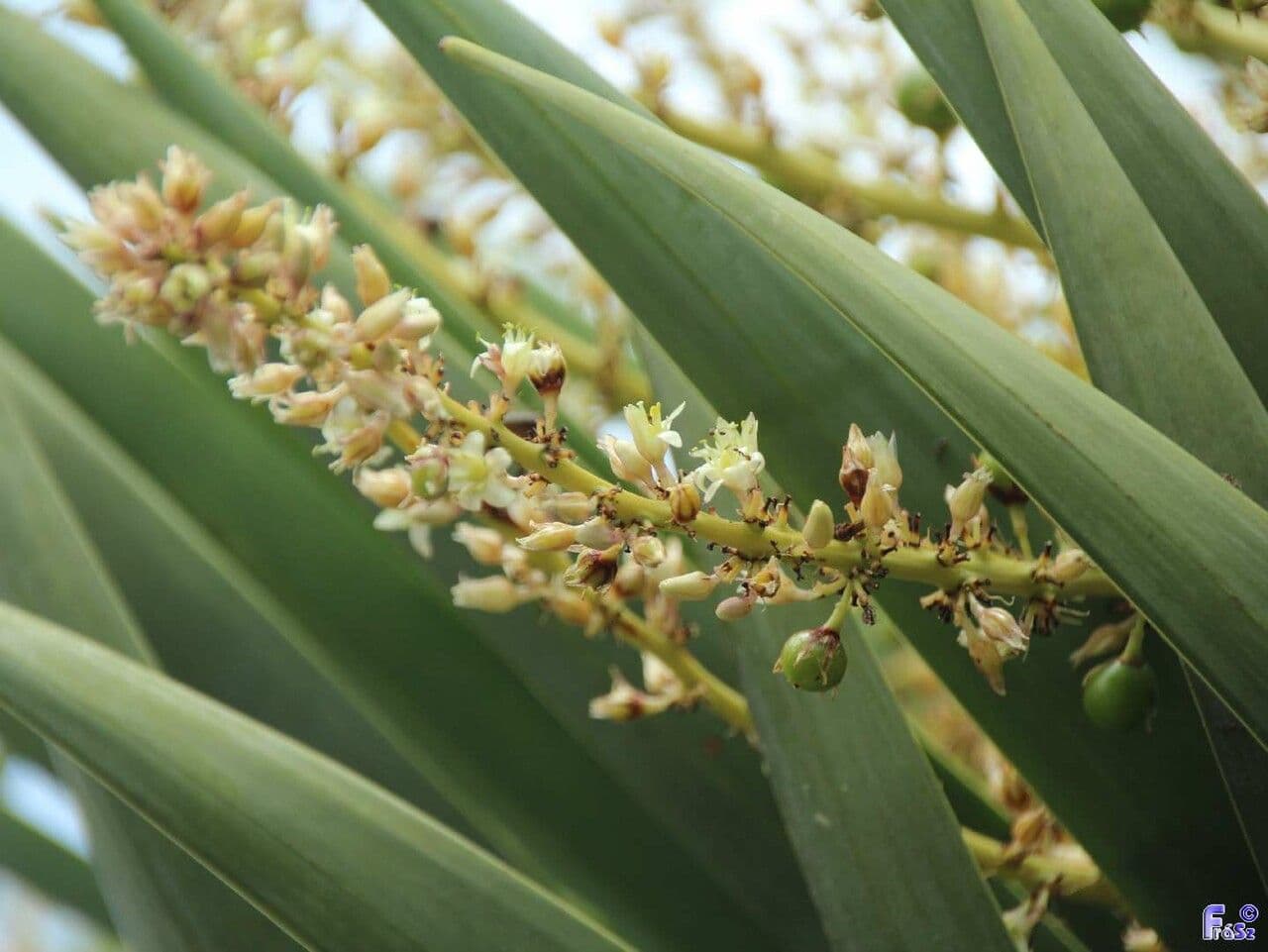 Dracaena draco