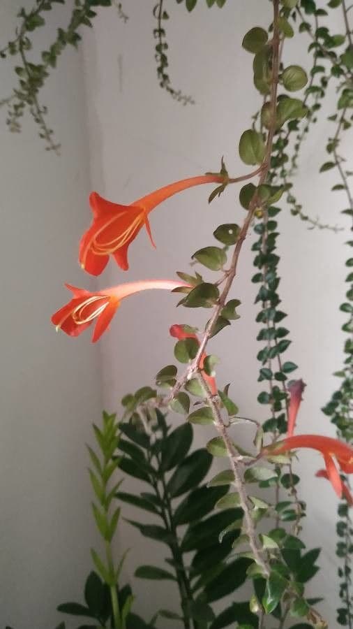 Columnea microphylla