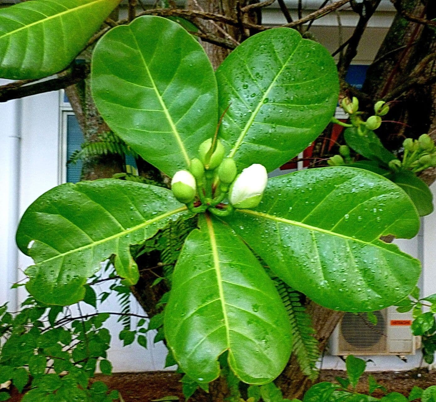 Barringtonia asiatica