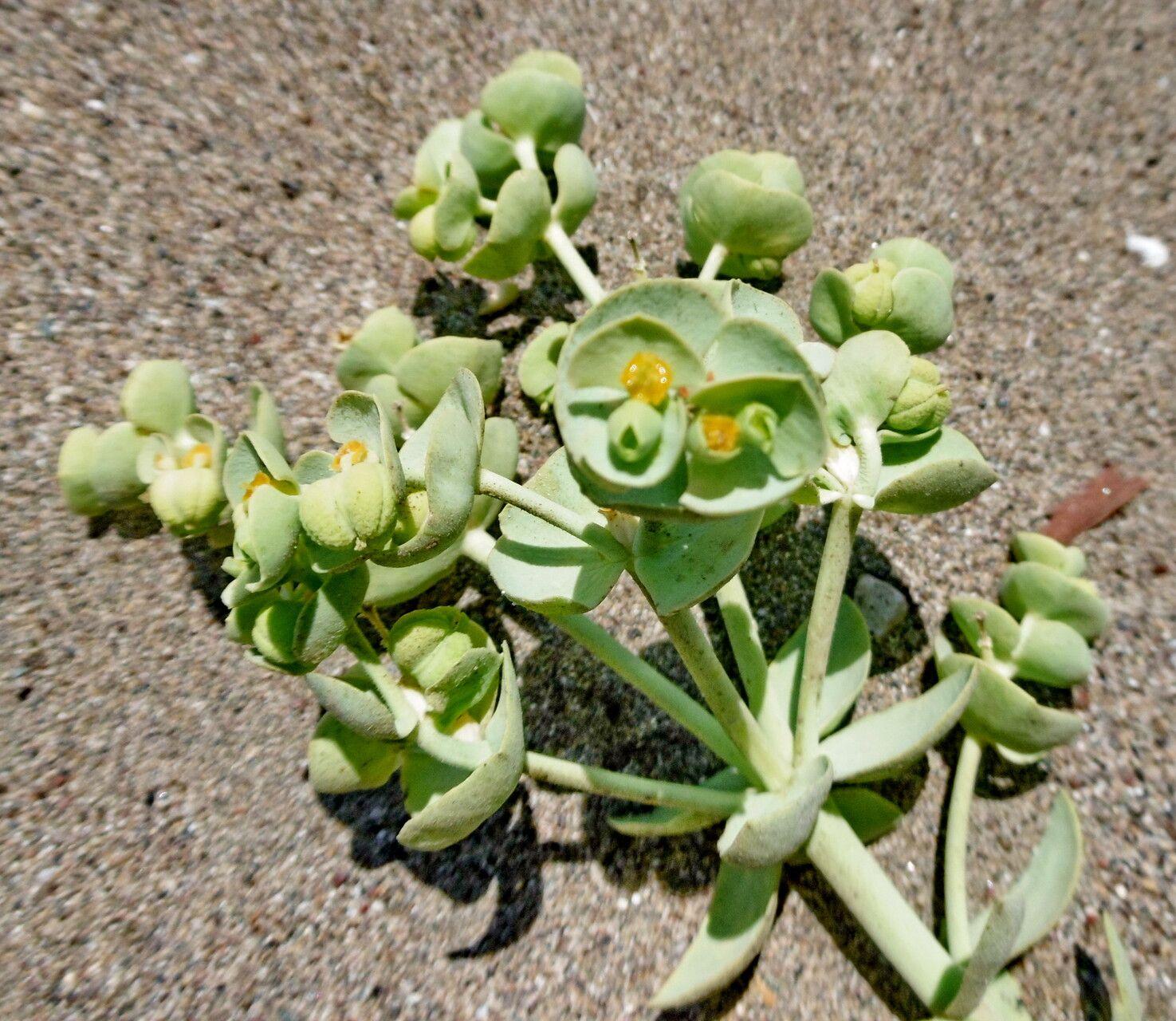 Euphorbia paralias