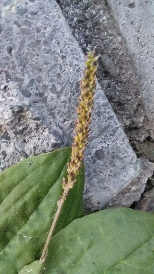 Plantago major