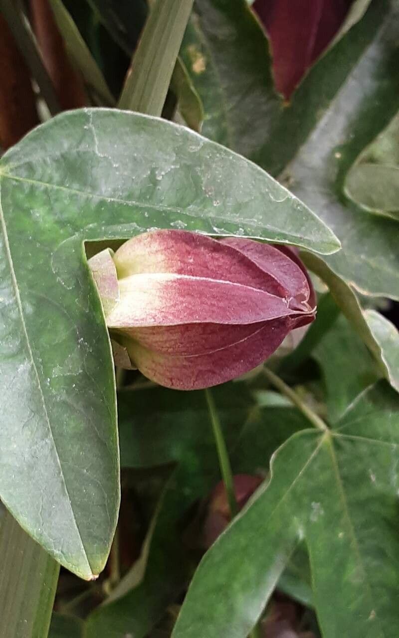 Passiflora amethystina