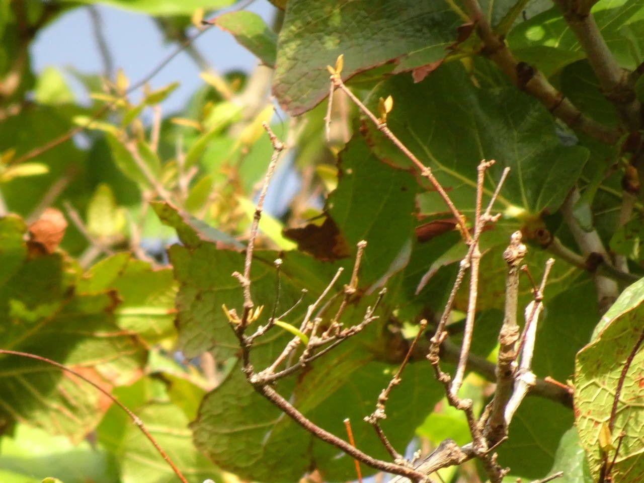 Coccoloba pubescens