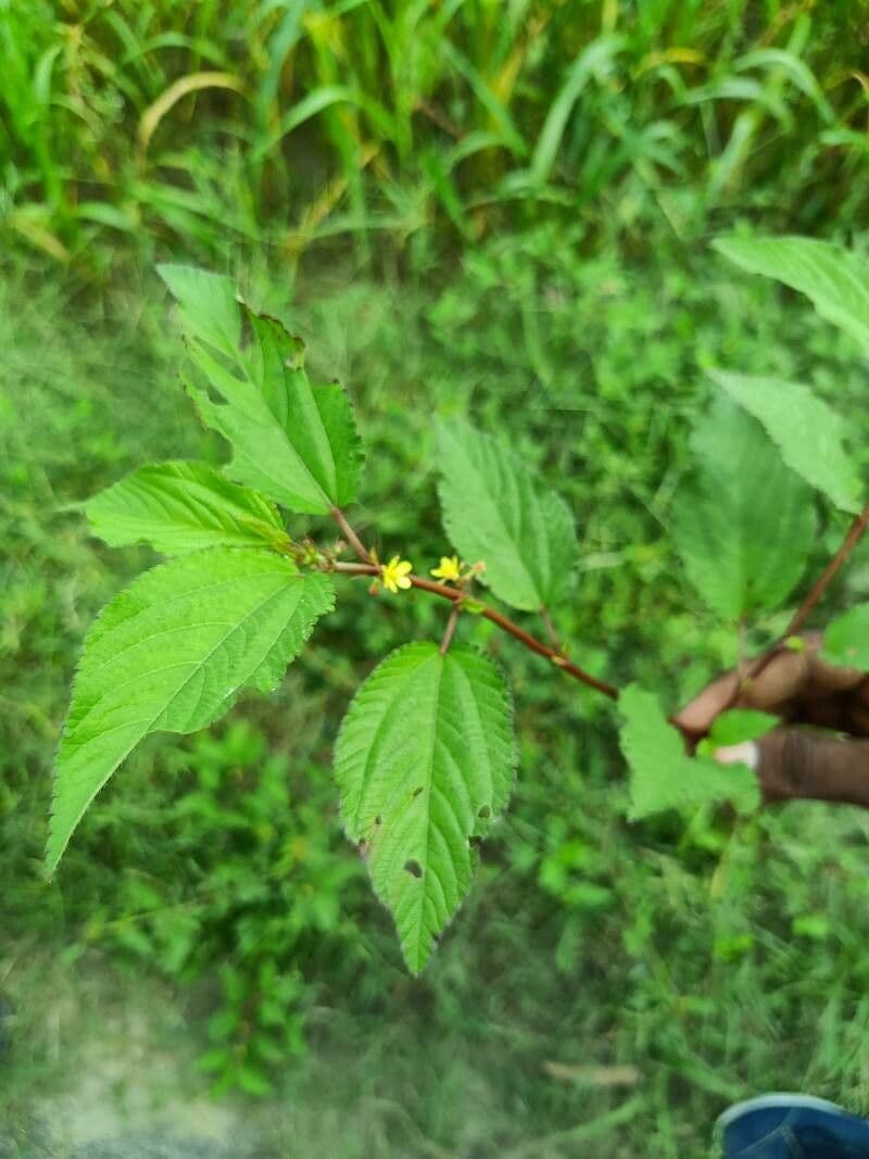 Corchorus aestuans