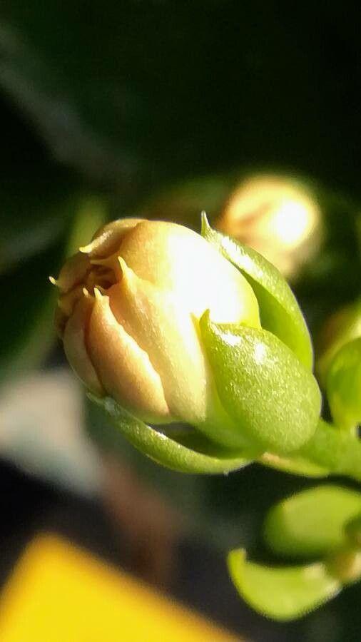 Kalanchoe blossfeldiana