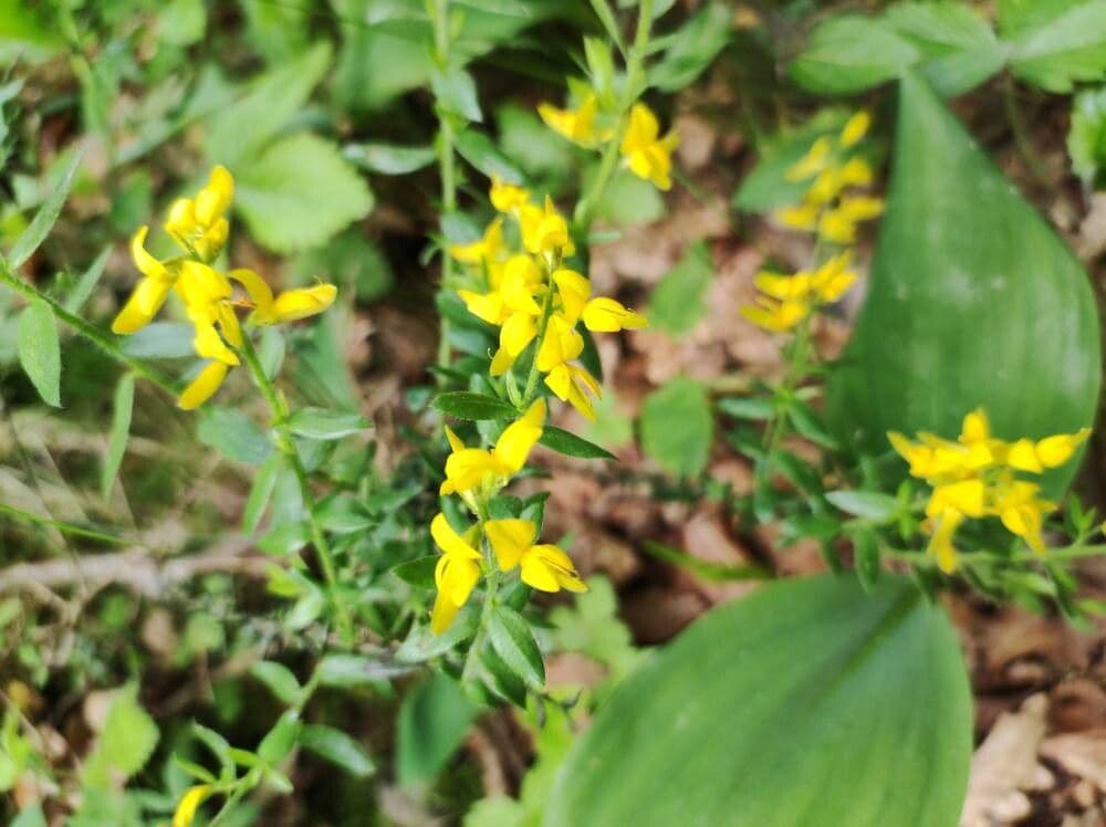 Genista germanica