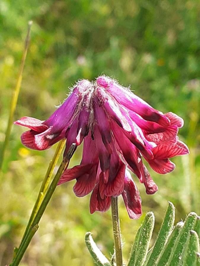 Vicia benghalensis